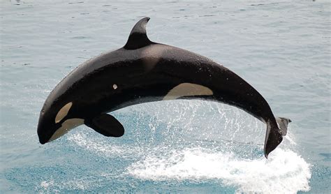 killer whale wikipedia